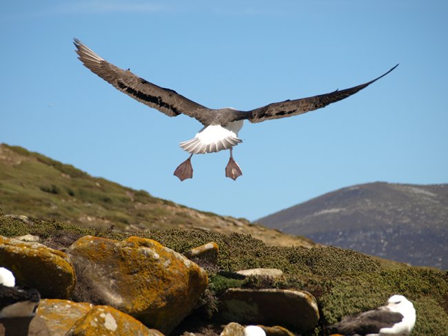 ../../Pictures/241209/070 blackbrowded Albatross.JPG